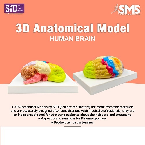 3d Anatomical Model - Human Brain