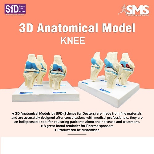 3D Anatomical Model - Knee