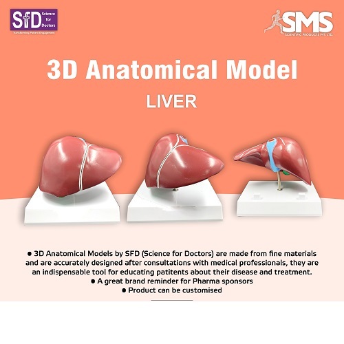 3D Anatomical Model - Liver - Advantage: Portable