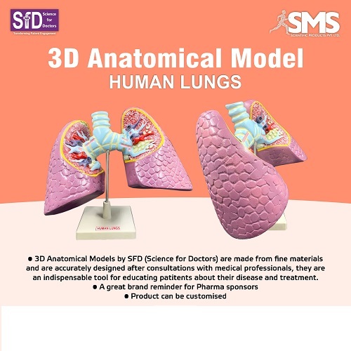 3D Anatomical Model - Lungs