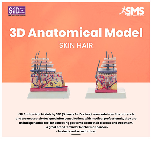 3d Anatomical Model - Skin