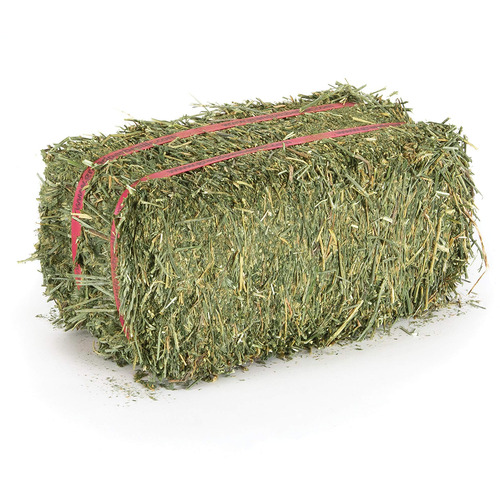 Alfalfa Hay - Air Dried, Natural Dried | 16.49% Carbohydrates, 18.65% Protein, 8% Moisture, Promotes Digestion for Cattle and Aquatic Animals