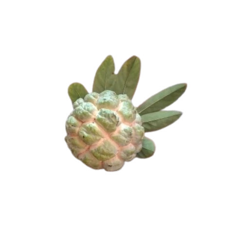 Custard Apple - Cultivation Type: Organic