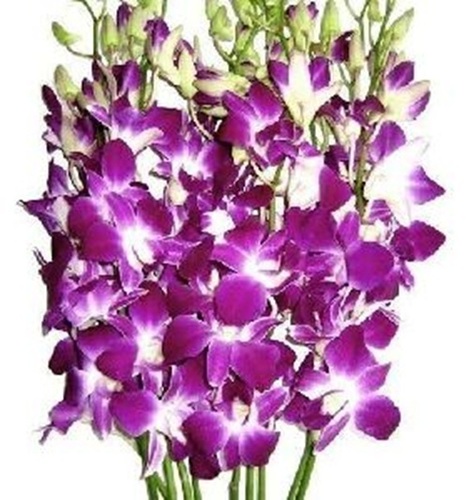 Orchid Flower - Fresh Purple Blooms Air Dried for Celebrations | Ideal for Birthdays Perfumes Parties and Plantations