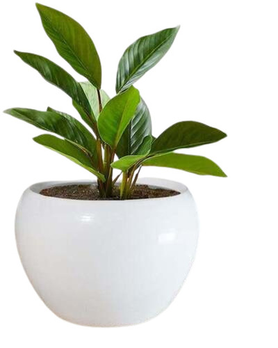 Apple Shape Flower Pots - Durable Plastic, Fine Finished White Design | Antique Polished Effect, Very Good Quality