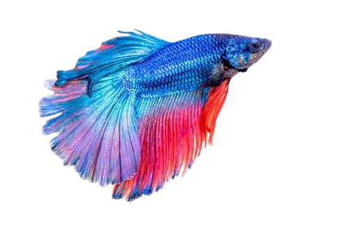 Blue Aquarium Fish - Feature: Live