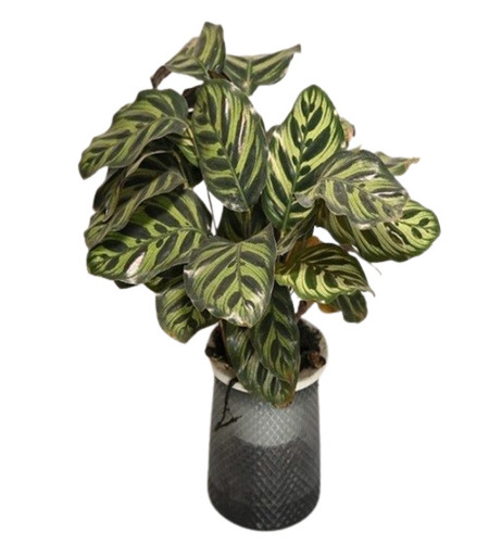 Indoor Green Plants - Variety: Outdoor