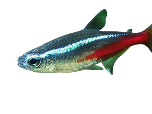 Tropical Fishes - Live, Multicolor, Very Good Quality | Durable Tropical Fish for Aquatic Enthusiasts
