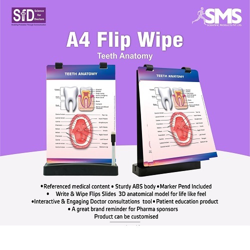 Teeth Anatomy Educational Flip Slides - Durable ABS Plastic, A4 Writable & Erasable Slides with Marker Pen for Interactive Patient Discussions