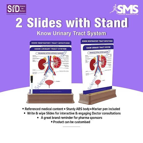 2 Slides With Stand - Know Urinary Tract System