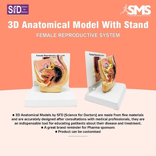 3D Anatomical Model With Stand - Female Reproductive Cycle