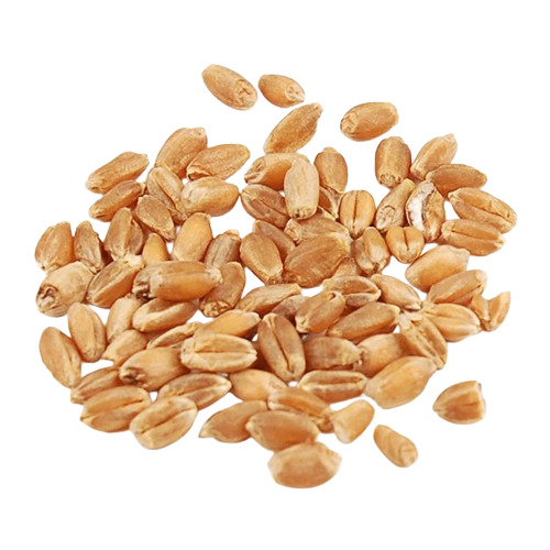 Natural Wheat - High Grade Whole Bread Wheat, 100% Pure Light Yellow Color, Naturally Dried for Cooking, Good for Health