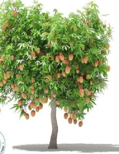 Mango Plants - Tropical Fruit Variety | Green Foliage, Requires Specific Soil, Thrives In Full Sun Exposure With Regular Watering
