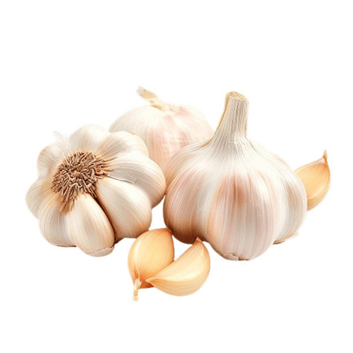 Fresh Garlic