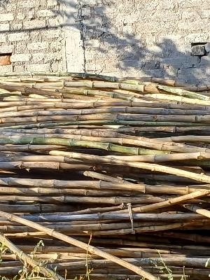 Bamboo Pole - 12 to 20 Feet | Eco-friendly Lightweight Moisture-resistant Ideal for Gardening and Fencing