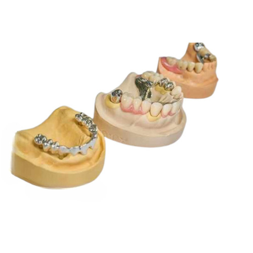 Human Dental Model