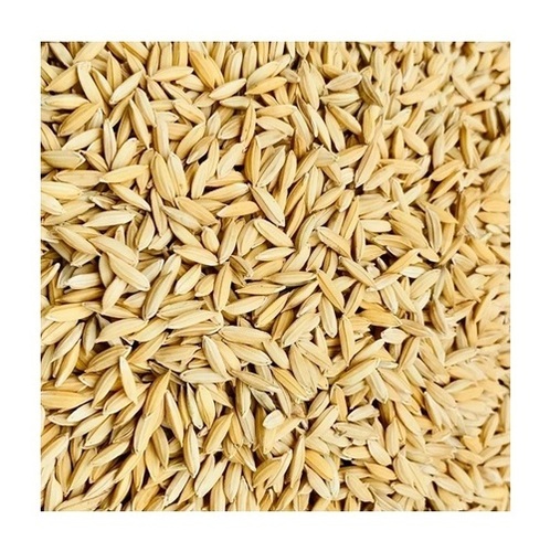 Paddy Seeds - Color: Three