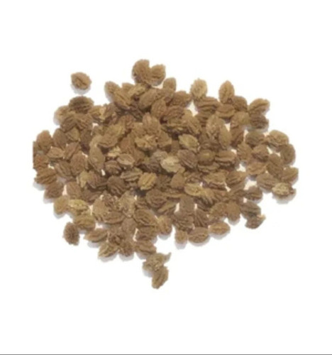 Hybrid Bittergourd Green Vegetable Seeds - Highly Pure Premium Quality Seeds for Robust Growth | Ideal for Vegetable Cultivation