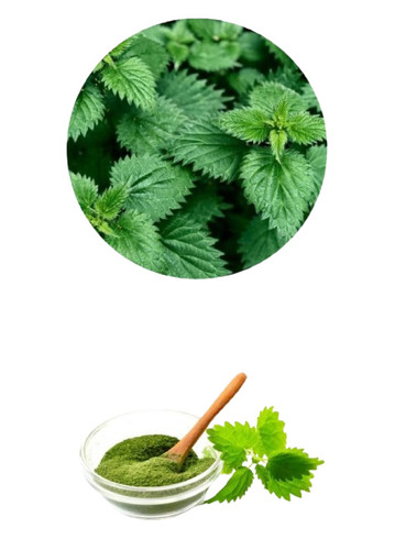 Nettle Leaf Extract 1Kg - Age Group: 