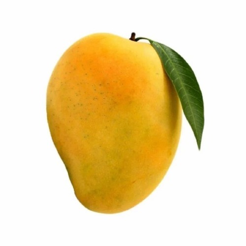 Alphonso Mango - Application: Industrial