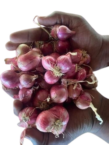 Shallots Small Onion - Shape: Common