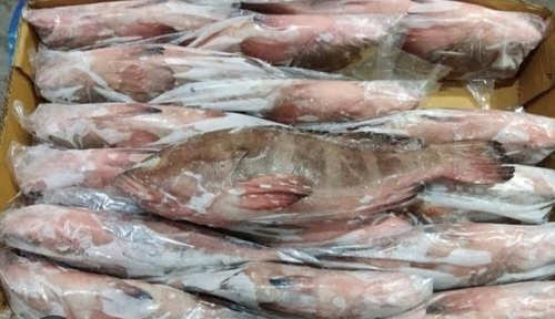 Frozen Fish - Packaging: Vacuum Pack