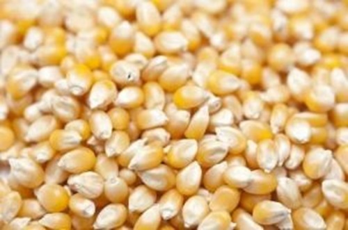 Maize Cattle Feed - Ash %: .