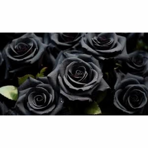 Black Rose Flower - Color: 1