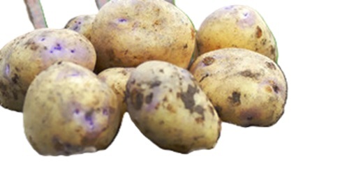 Salt Potato - Style: Canned