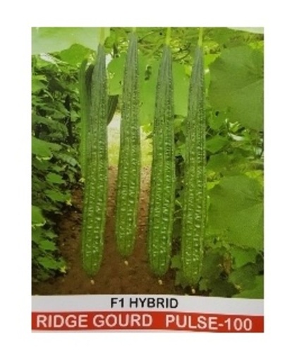 Ridge Gourd Seeds - Purity: 100%