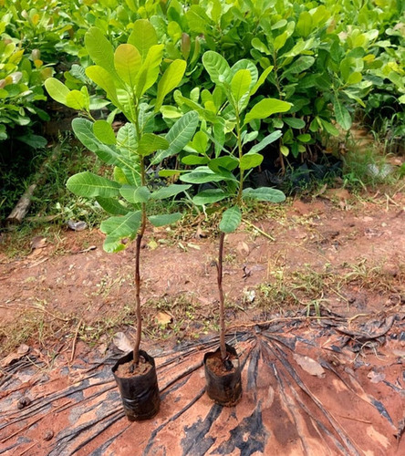 Cashew Grafted Plants
