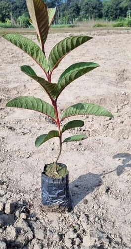 Red Guava Plant - Shelf Life: 30 Months