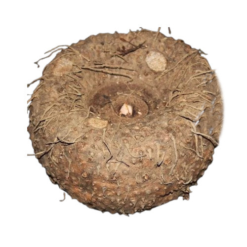 Elephant Yam - Irregular Round to Oval-Shaped Corms, 70-80% Moisture | Rich in Nutrients, Versatile for Cooking, Drought-Resistant, Naturally Preserved