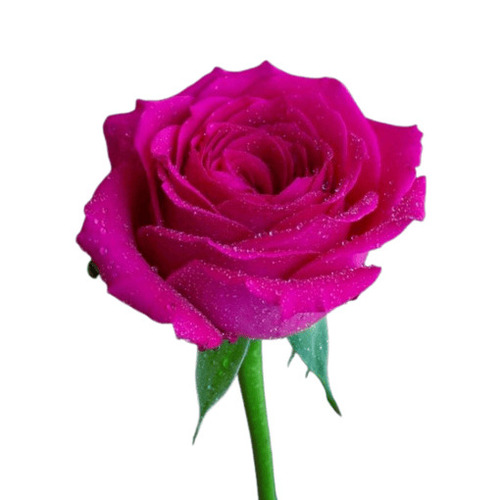 Pink Rose - Shelf Life: 5 Years