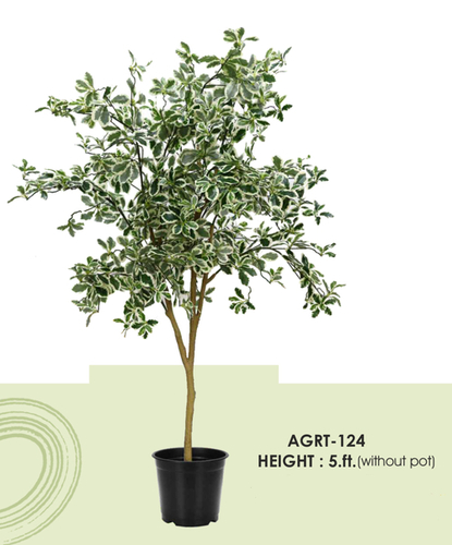 Artificial Plant (Pittosporum Tree) - Size: 5Ft