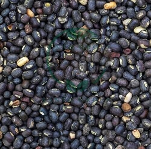 Black Urad Dal - Crop Year: 4 Week