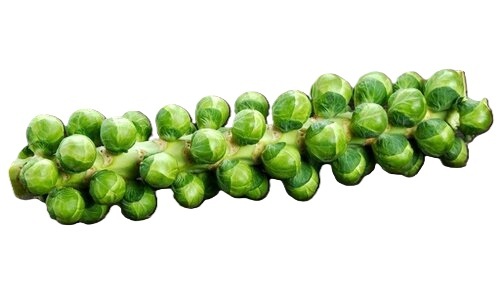 Brussels Sprouts - Moisture (%): 85