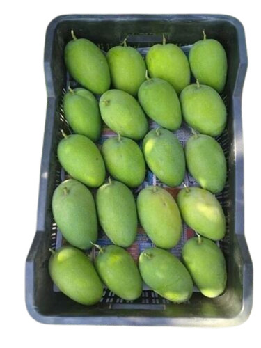 Fresh Mango - Green, Standard Size, Non-Peeled | 100% Pure, Very Good Quality, Sweet Taste, Good for Health, 15 Days Shelf Life