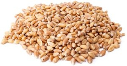 Wheat Grains