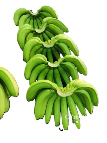 Green G9 Banana - Cultivation Type: Greenhouse