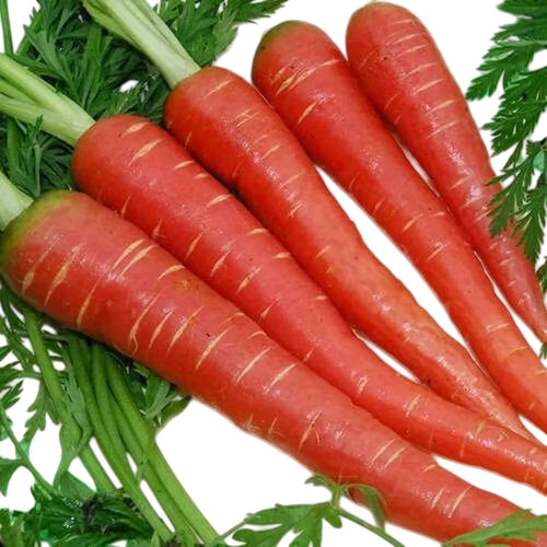 Fresh Red Carrot - Fresh Quality, Chopped Elongated Shape, Shelf Life: 15 Days | Store in Cool & Dry Places, Ideal for Food Cultivation