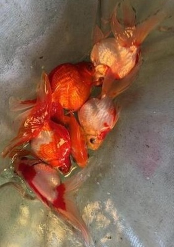 Ornamental Fish