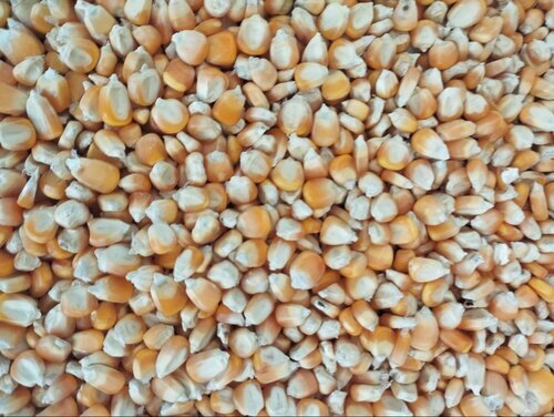 Dry Maize