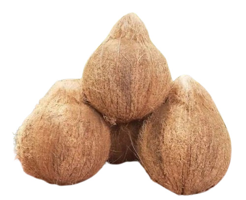 Semi Husked Coconut - Cultivation Type: Common