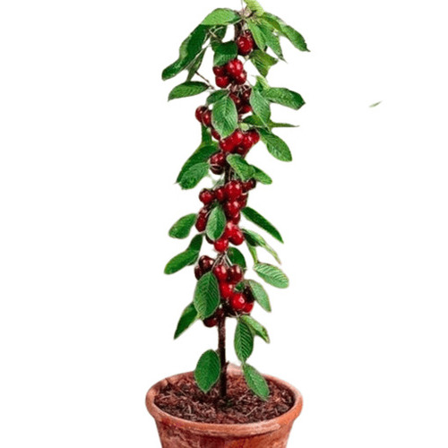 Cherry Trees - Breed: X