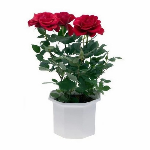 Red Rose Plants - Admixture (%): X
