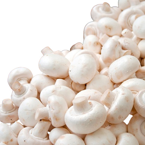 Button Mushroom - Fresh, 1 Kilogram, White Color, Grade A, Common Cultivation, IQF Freezing Process, Raw Processing, Without Root, Normal Size, Wild Source