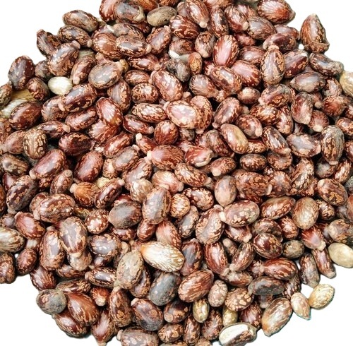 Castor Seeds - Color: Brown