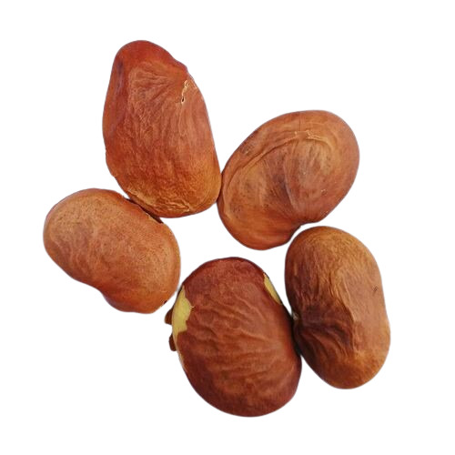 Pongamia Pinnata Seeds - Seeds, Yellowish Color, Pack Type: Bag | Purity: Seeds, Type: Oil Seeds, Shelf Life: 12 Months