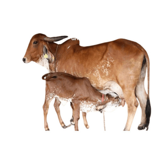 Gir Cow - Color: All